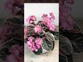 LE-Rimma (E. Lebetskaia) grown in 2025 New Potting Mix #grayturtleviolets