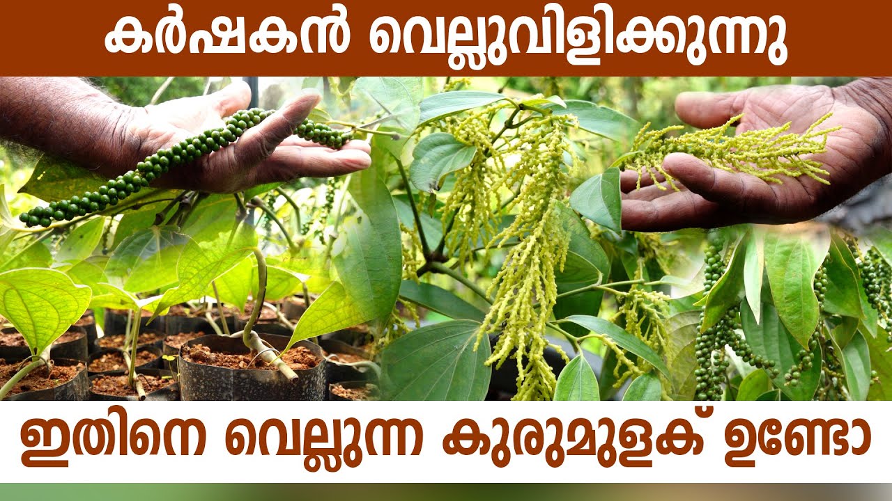ഇത്തരത്തിൽ ഒരു കുരുമുളകില്ല, ഉണ്ടെന്ന് തെളിയിച്ചാൽ കൃഷി നിർത്തും I Black Pepper Farming in idukki I