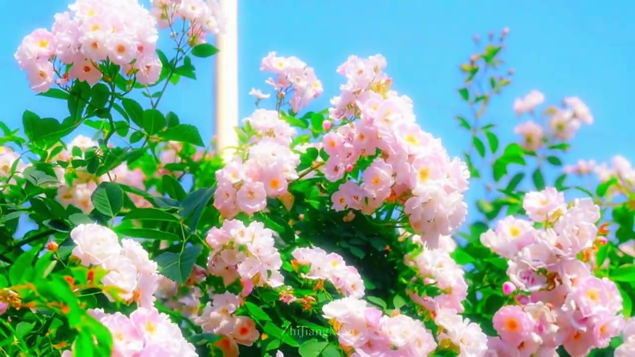 The wind is gentle,the flowers are romantic.You are special,and I like you very much.