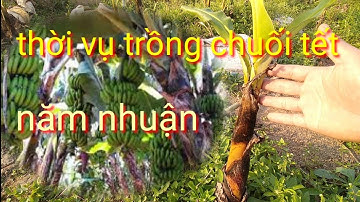 Thời vụ trồng chuối tết năm nhuận, chọn mầm trồng chuối đúng vào dịp tết trong năm nhuận