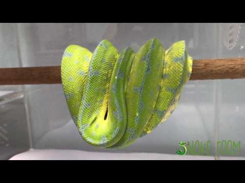 EP.2 Snake Room - GREEN TREE PYTHON.