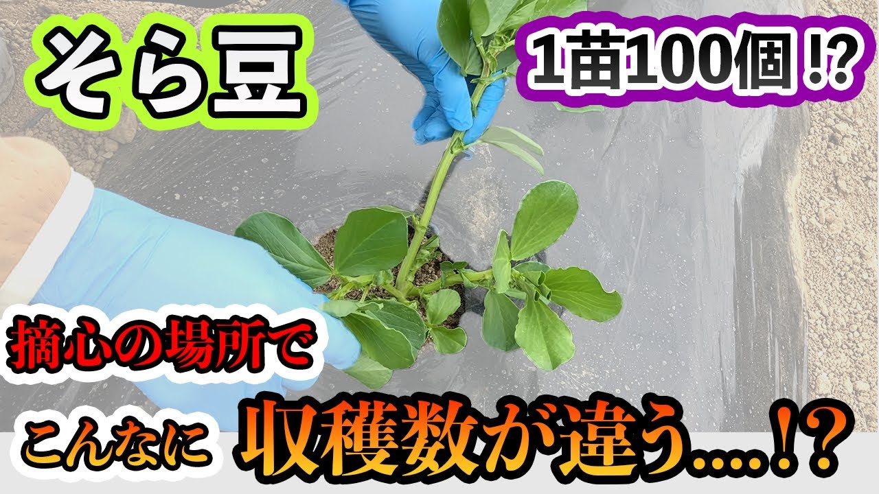 そら豆 の 育て 方