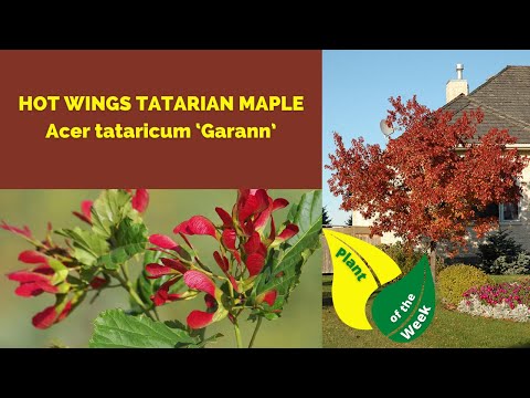 ভিডিও: Tatarian Maple Facts: Tataricum Maple Tree বাড়ানোর টিপস