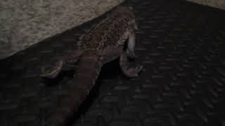 Crawling Guy