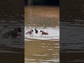 Otter Versus Three Dogs