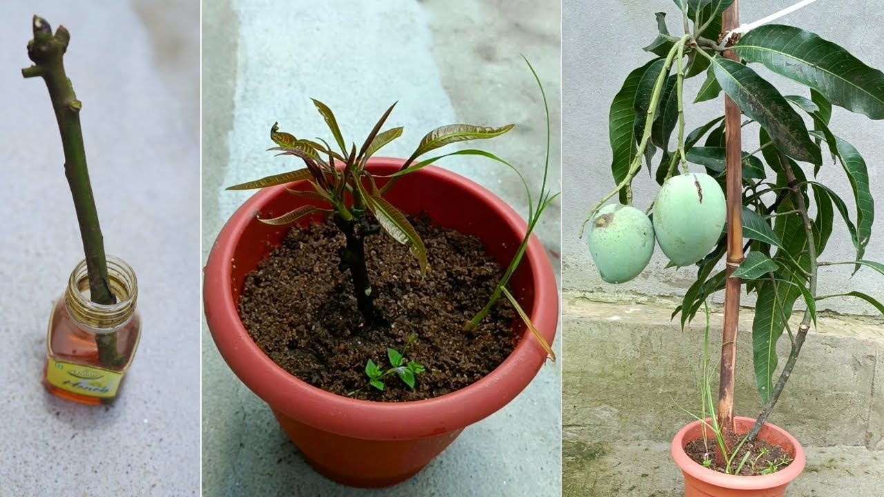 Growing mango tree from cutting🥭 - YouTube