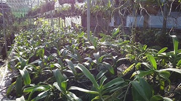 Lan Ngọc Điểm (Nghinh Xuân, Đai Trâu) rừng đã trồng thuần tại vườn ở Cao Lãnh, tỉnh Đồng Tháp