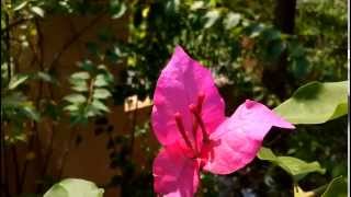 XOLO Q2100 camera sample 1080p at 23fps
