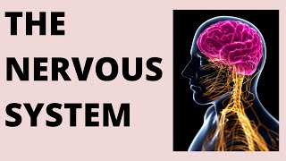 The Nervous System (Science 6)