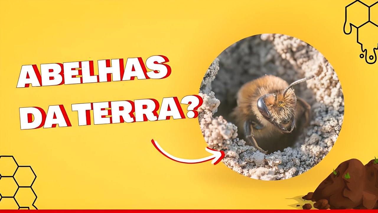 As 3 abelhas sem ferrão que vivem/ nas profundezas da terra 🌍
