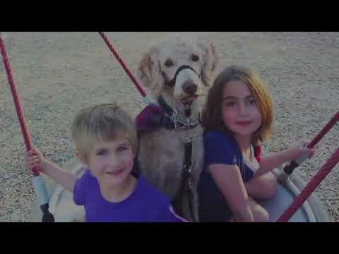 FREE! Dogs Make A Difference- Full TV Episode
