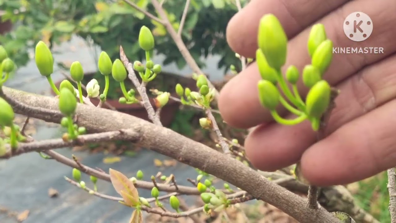 Chú ý xem thời tiết và búp nụ để canh lặt lá cho phù hợp giúp mai nở bông đúng tết.