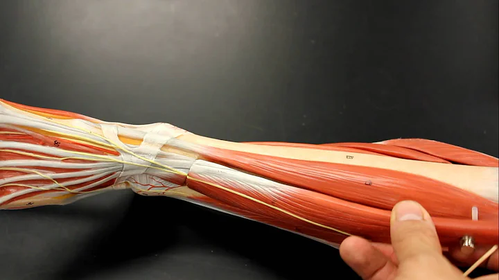 MUSCULAR SYSTEM ANATOMY: Anterior leg muscles mode...