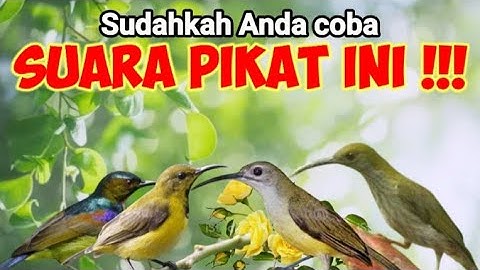 Suara Pikat Sogon Kombinasi Korlap Dan Pijantung