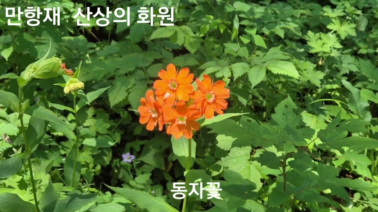 [여름]야생화가 가득핀 함백산 야생화축제(7.27~8.4)/강원도 함백산 만항재 2024년 7월 31일