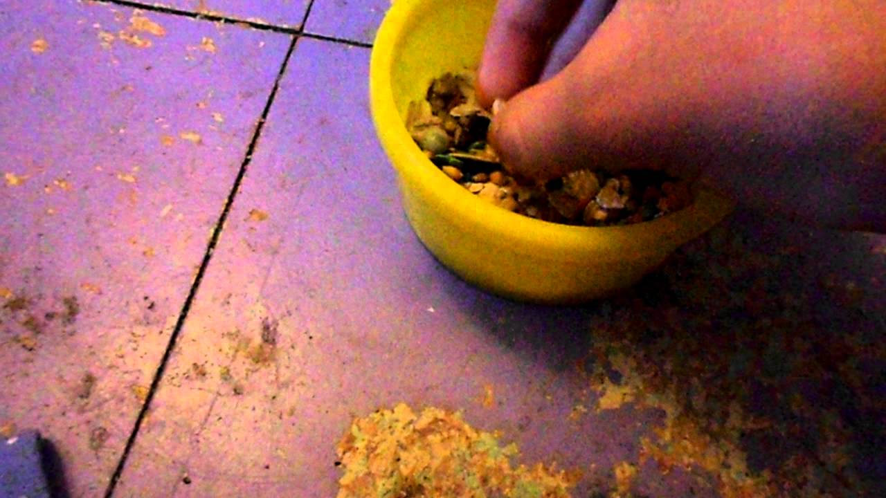 Mouse Diet (read description!!)