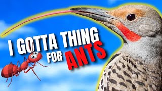 A Lot of Birds Will Avoid Ants But Not the Northern Flicker