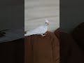 كوكتيل الابيض اجمل لون مميز كوكتيل الابيض اجمل لون مميز