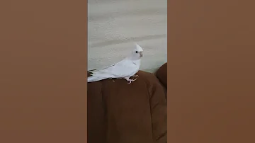 كوكتيل الابيض اجمل لون مميز 