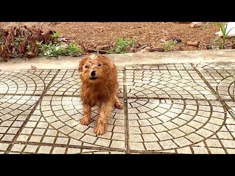The dog cried and begged me for help, and then a miracle happened...
