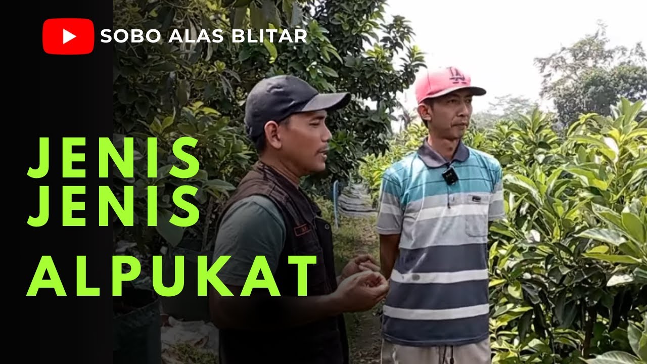 Jangan Tertipu! Alpukat Jenis Ini Sedang TRENDING Sekarang
