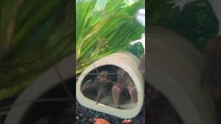 Gabun Prawns Lunchtime #shorts #gabun prawns #aquaristic #aquaristik #akwarystyka