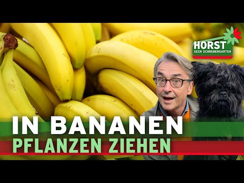 Video: Honig als Sukkulentenwurzelhilfe – Kann man Sukkulenten mit Honig vermehren?