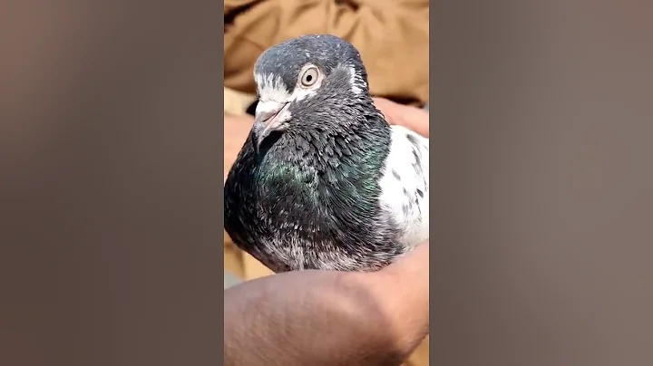 incredible teddy Pigeons of Ustad Shoaib Butt Laho...