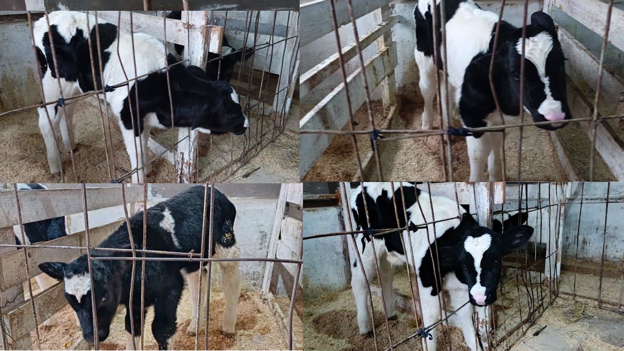 90.940 91 10😱🥛SUT EMDI BUZOĞLARI KELDI PULI ARZON SONI KAM SHOSHILING TUGAB QOLMASIN