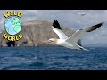 Wild world  the gannet  zeekay