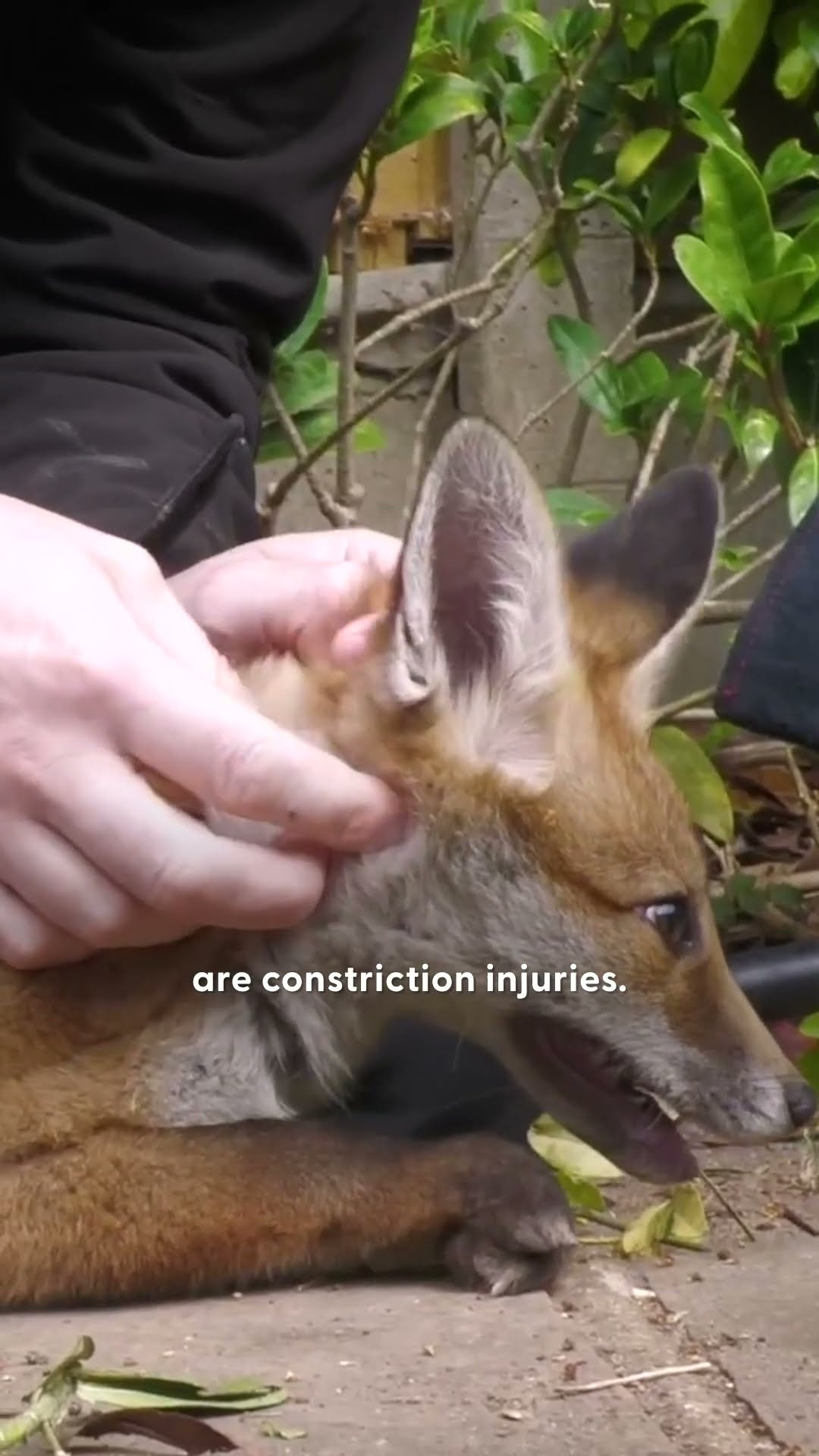 Tangled Baby Fox Calms Down For His Rescuer | The Dodo