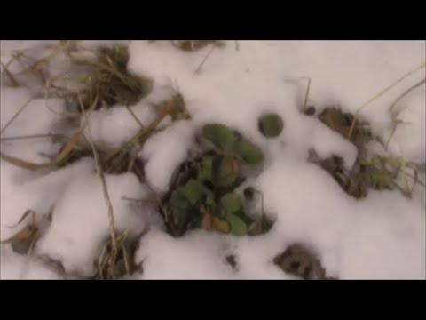 April Tour of the Yard and Gardens