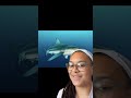 What Are The Top Sharks Near Miami?
