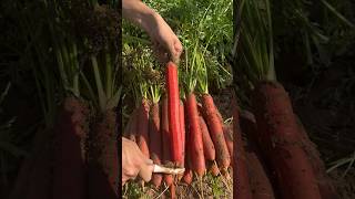 Don't call it carrot. This is our red carrot from the sandy land of the Yellow River #farming