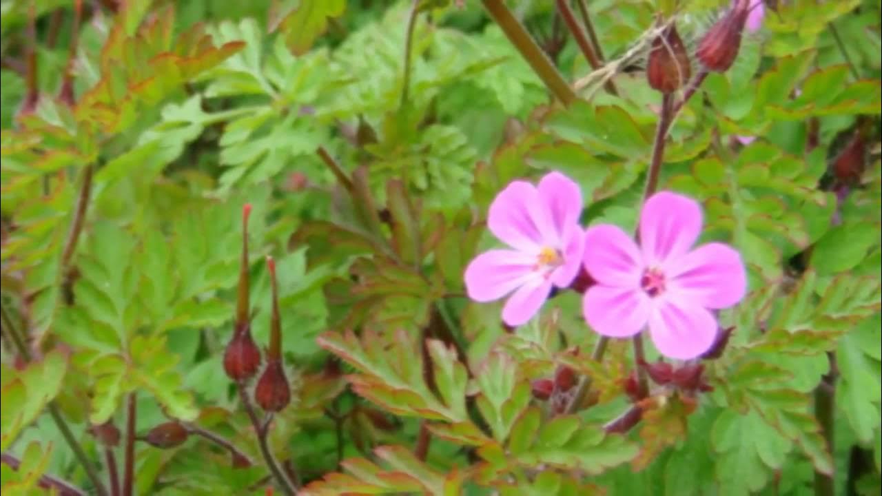 ♥ "To a Wild Rose" ♫ an Edward MacDowell composition ♥ "To a Wild Rose" ♫ an Edward MacDowell composition