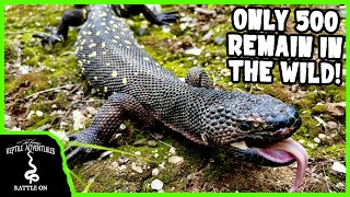 SEARCHING FOR THE MOST ENDANGERED VENOMOUS LIZARD IN THE WORLD! (Guatemalan Beaded Lizard)