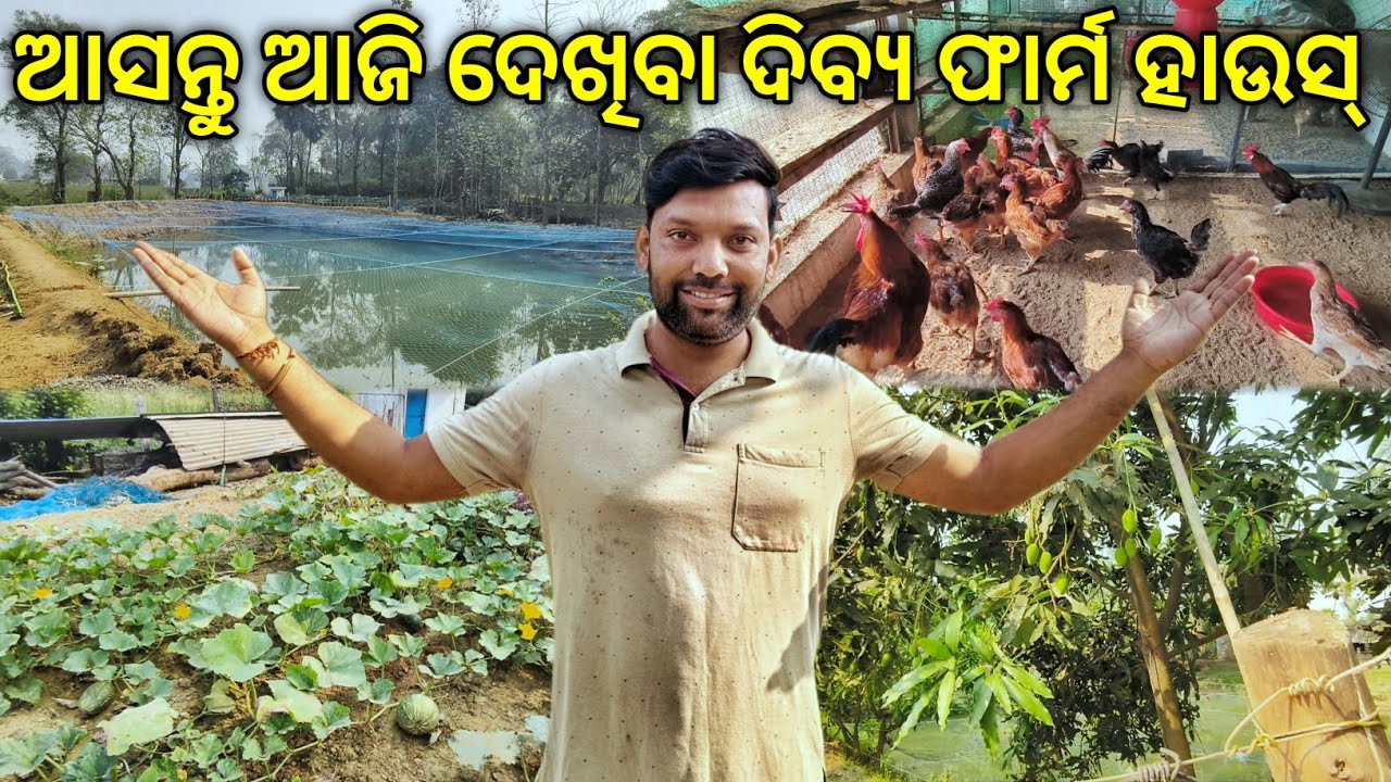 ଆସନ୍ତୁ ଦେଖିବା ଦିବ୍ୟ ଫାର୍ମ ହାଉସ |ଫାର୍ମ ହାଉସ ରେ ଅଛନ୍ତି ଏଇ ସବୁ ଜିନିଷ| Odia Farmer| Dibya Angul Farming