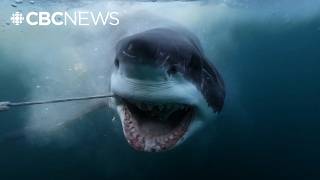 Download Lagu New documentary looks at thousands of sharks off Nova Scotia MP3 Download Lagu New documentary looks at thousands of sharks off Nova Scotia MP3