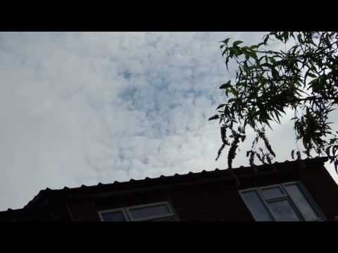 Red Kites calling and flying low over Buckinghamshire