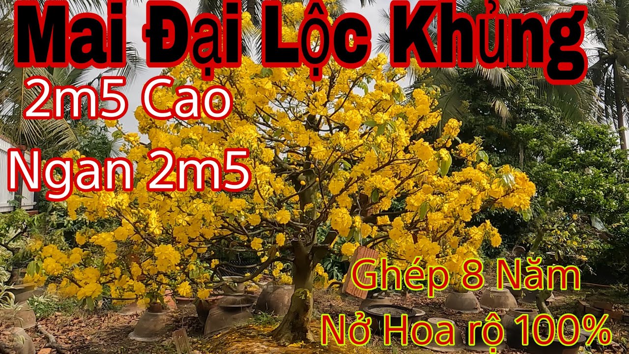 mai đại lộc khủng nở hoa 100%