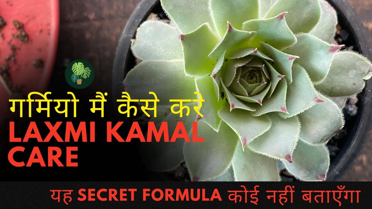 laxmi-kamal-101-laxmi-kamal-plant
