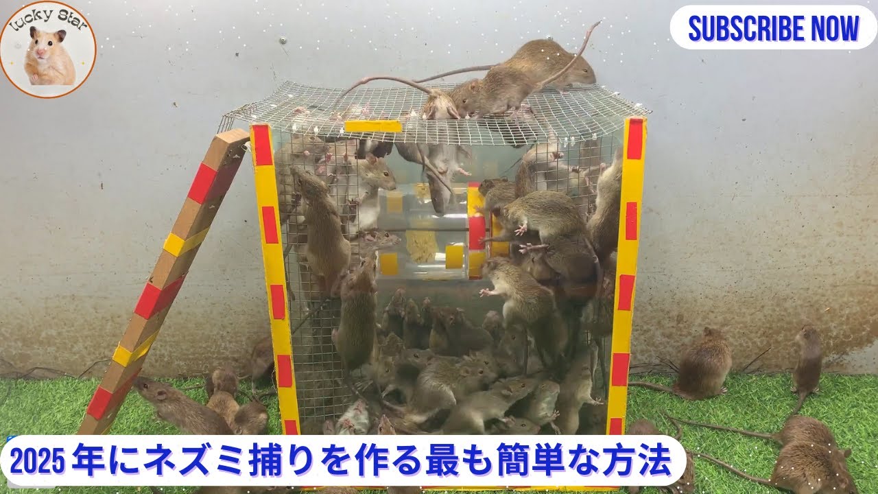 2025 年にネズミ捕りを作る最も簡単な方法 | The simplest way to make a mouse trap in 2025
