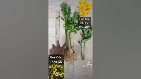 [3T_TV] Cây giống cúc thân gỗ chất lượng #cucthango