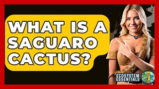 Download Lagu What Is A Saguaro Cactus? - Ecosystem Essentials MP3