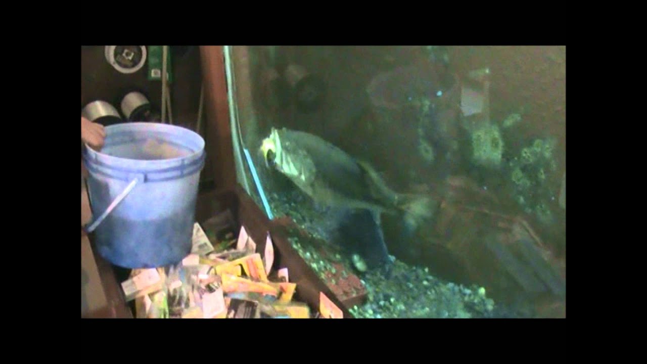 Lake Fork Marina Pet Largemouth Bass feeding on a goldfish YouTube