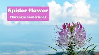 True love, elope with me--Spider flower