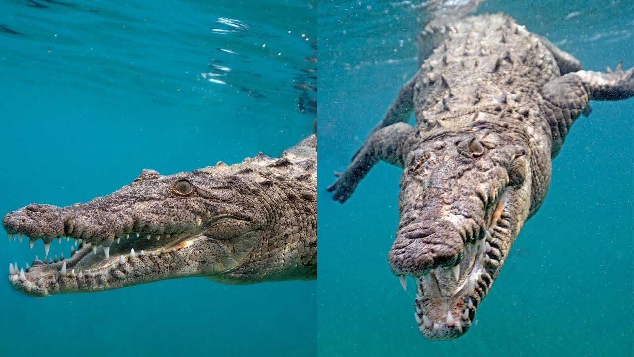 show me a picture of a saltwater crocodile