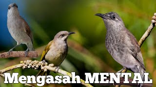 Download Lagu Tes mental Kombok anda dengan suara cucak kombo ini MP3 Download Lagu Tes mental Kombok anda dengan suara cucak kombo ini MP3