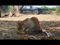 Chochothetiger ka farm daily visiting cow friend's#cat#cutecat#