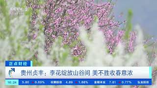 [正点财经]贵州贞丰：李花绽放山谷间 美不胜收春意浓| 财经风云